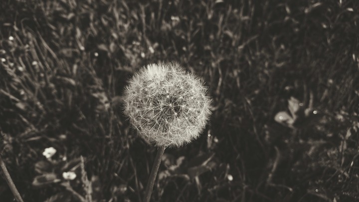 Dandelion
