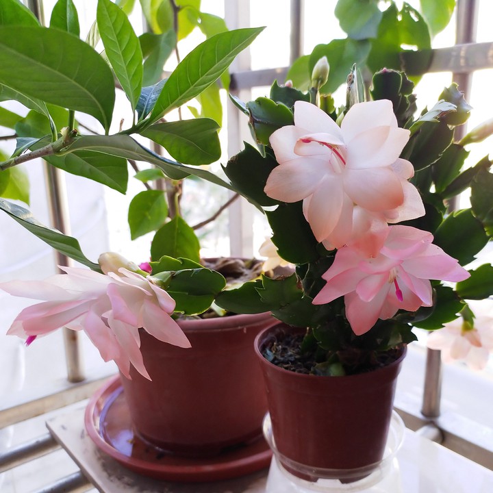 盆栽花卉2