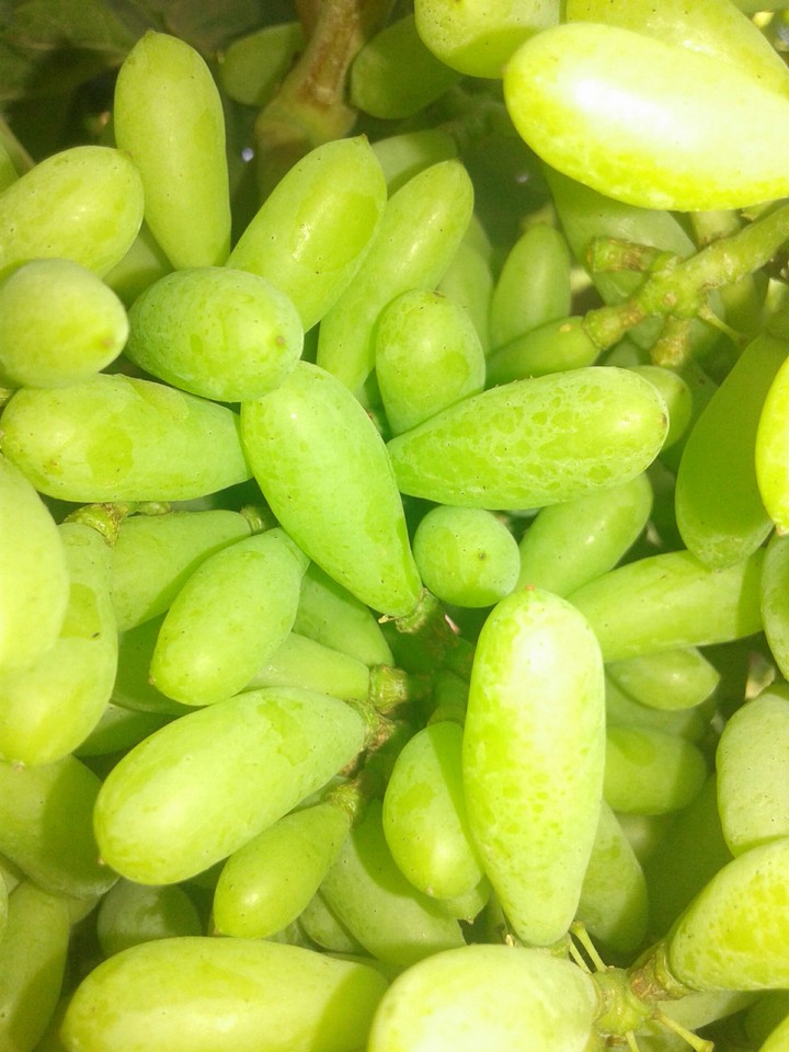 Green Grapes 