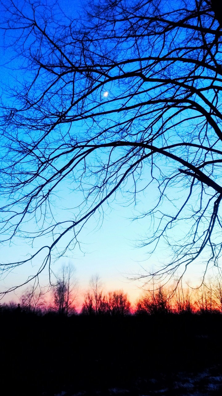 tree