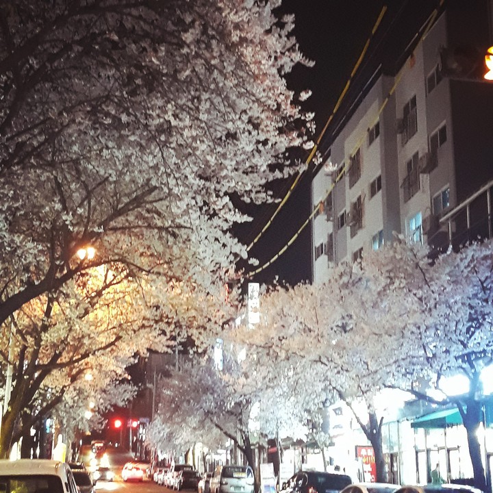 봄의 발자국