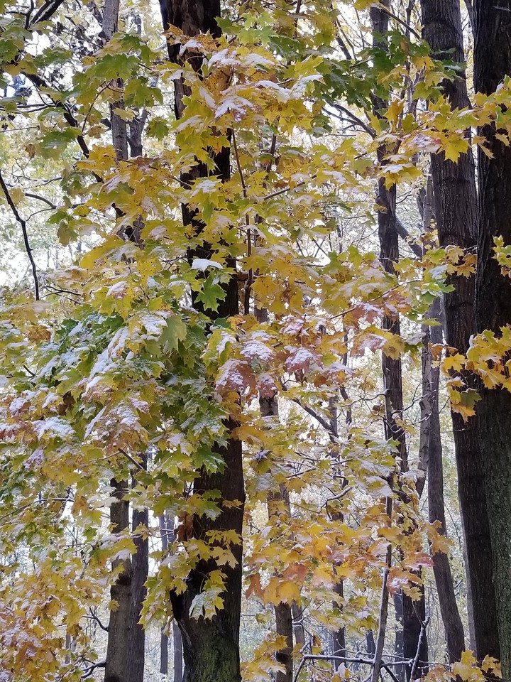 Snow in Fall