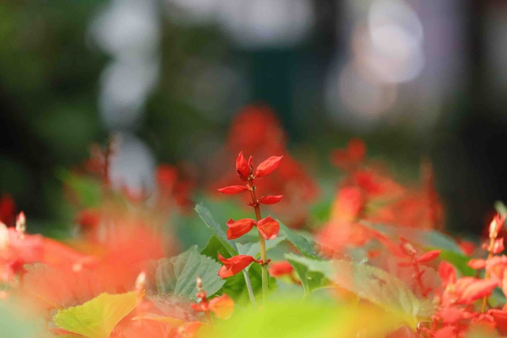 Beautiful Empress Garden