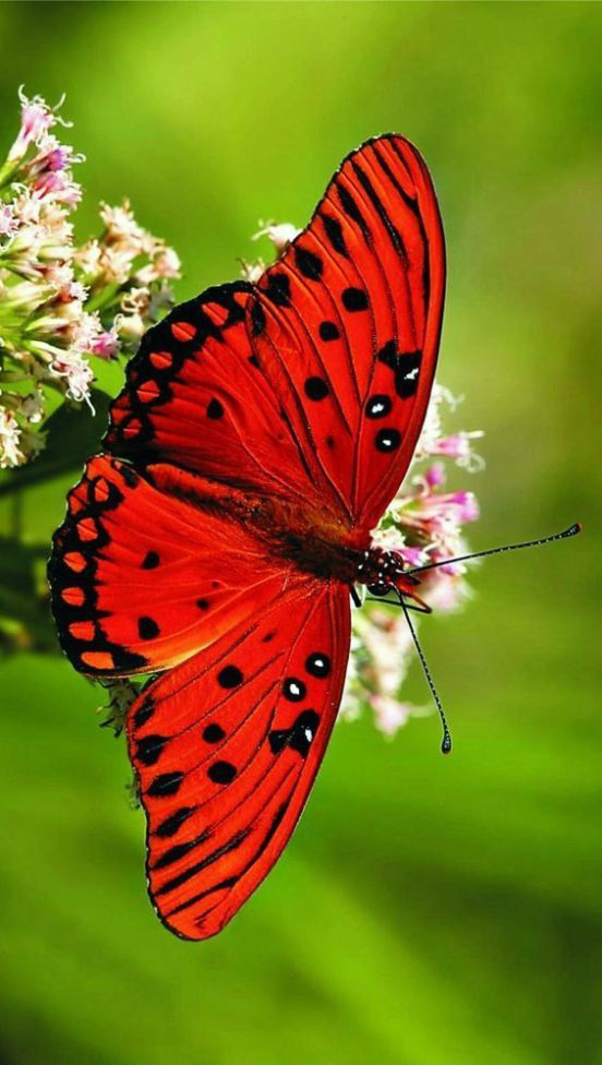 butterfly