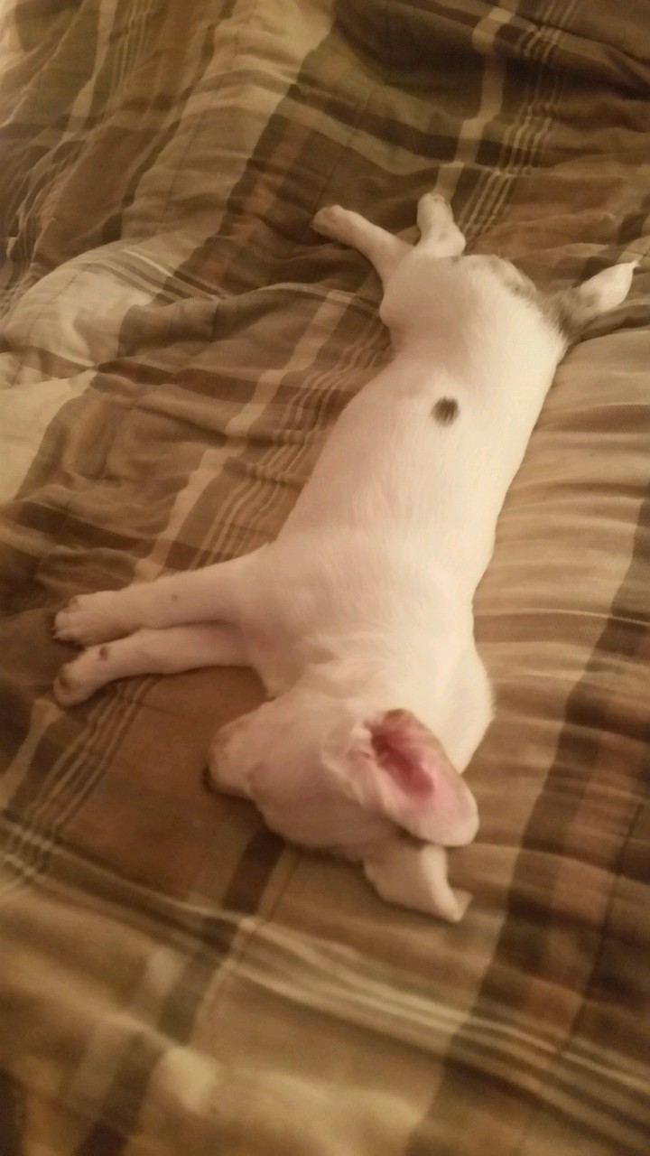 My little one eyed dog