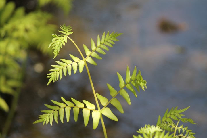 unknown plants 2