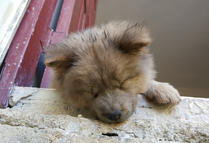sweet dog