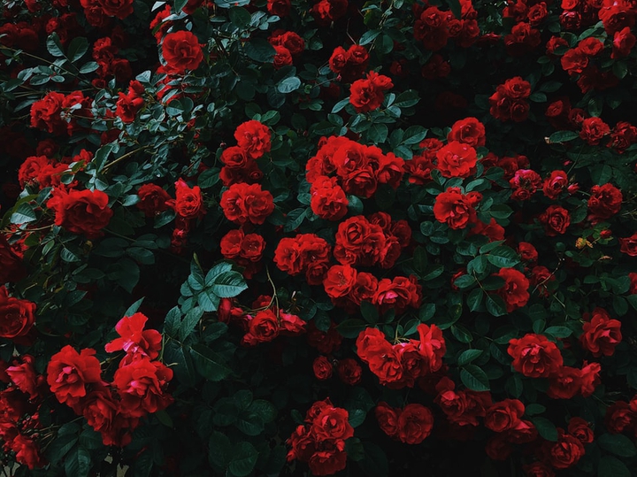 rose