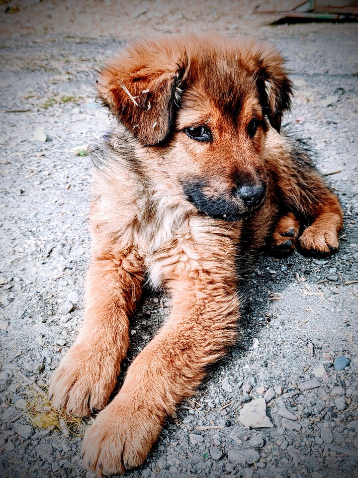 Shepherd Dog