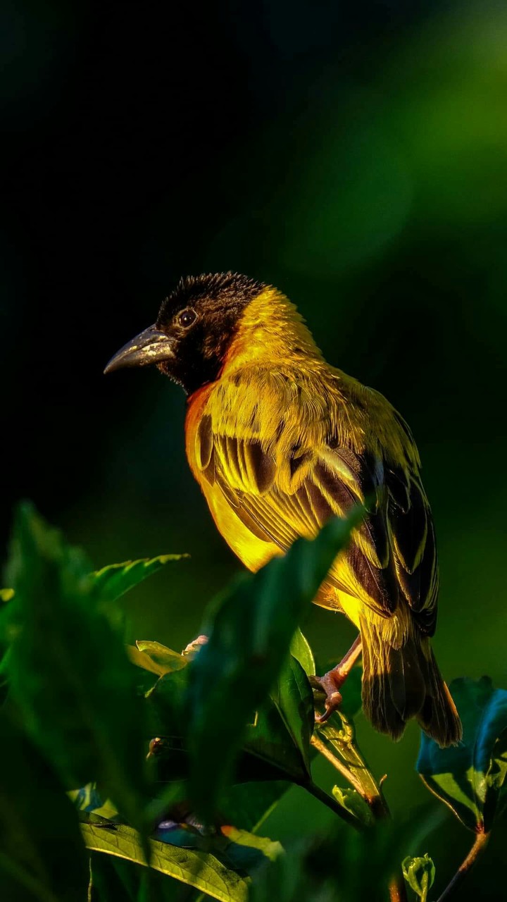 lovely  Bird