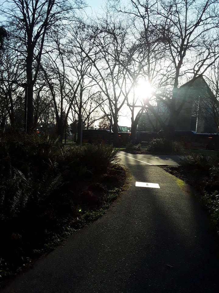 Morning Walk