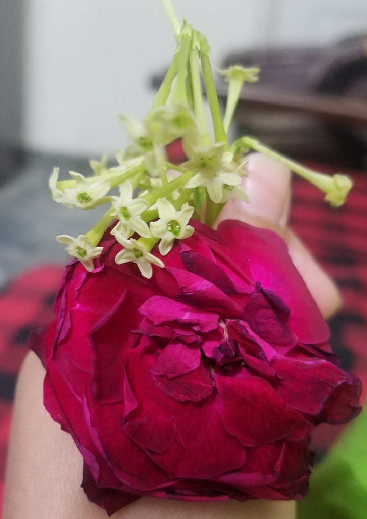 rose