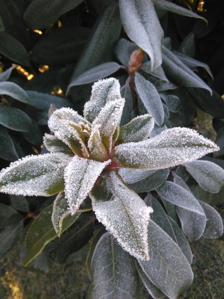 Frozen