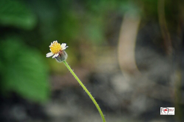 wildflower