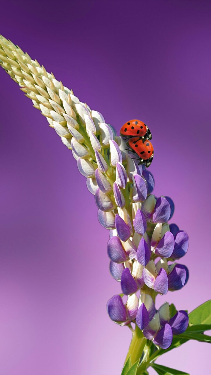 Ladybugs