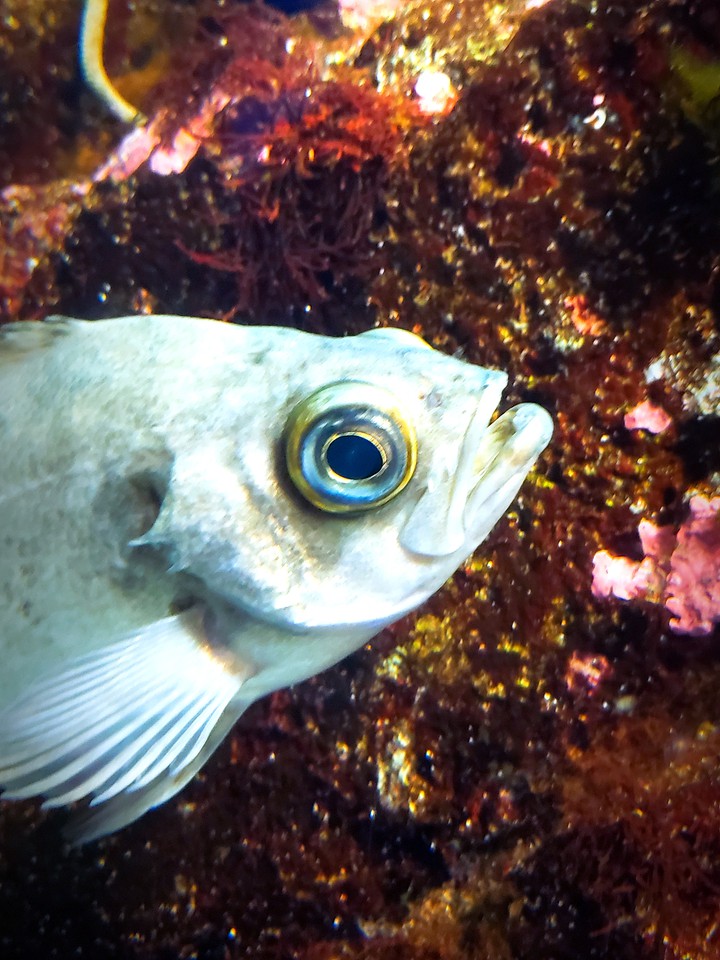 見つめる魚