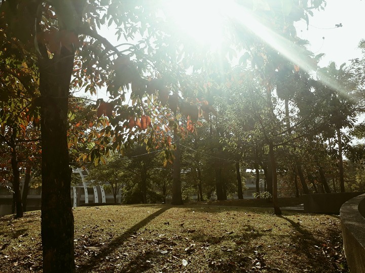 trees