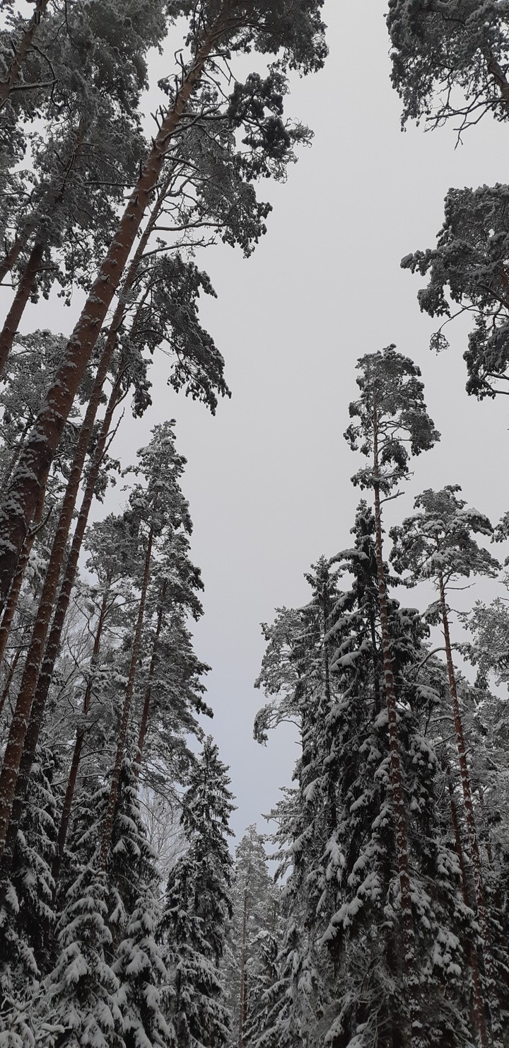 Forest in Winter