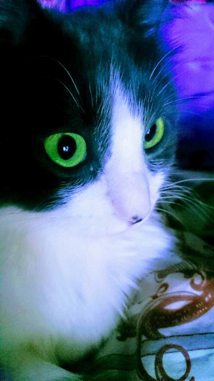 Кот Марк