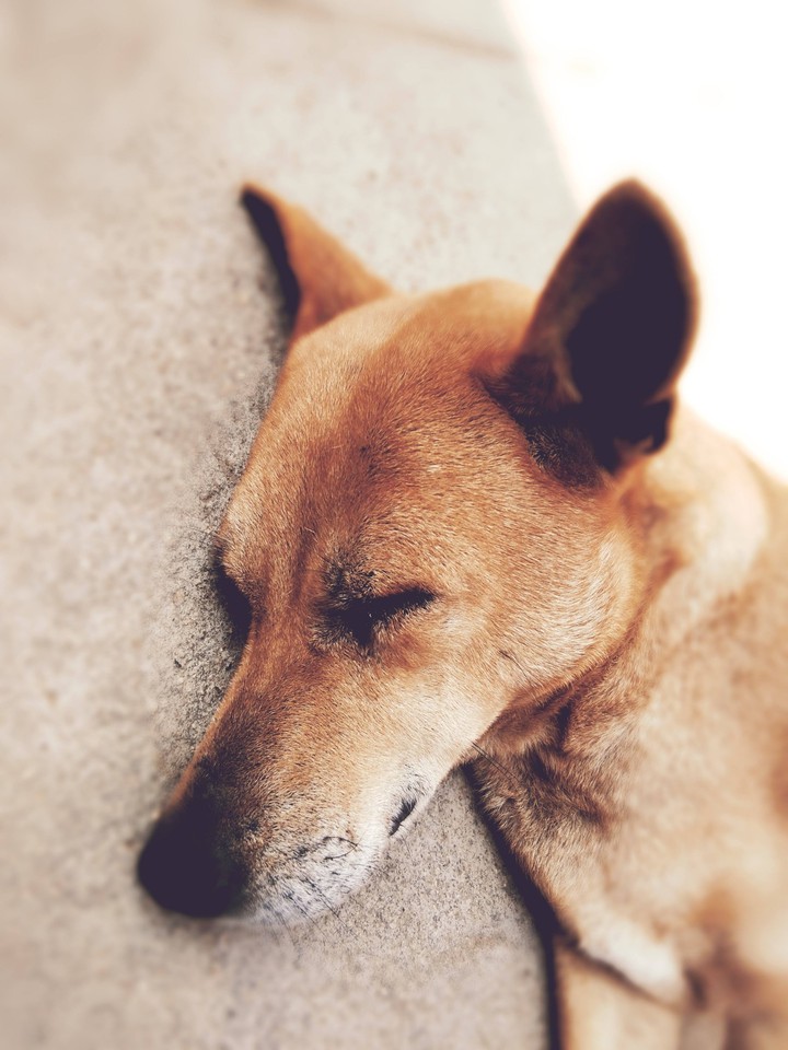 sleepdog