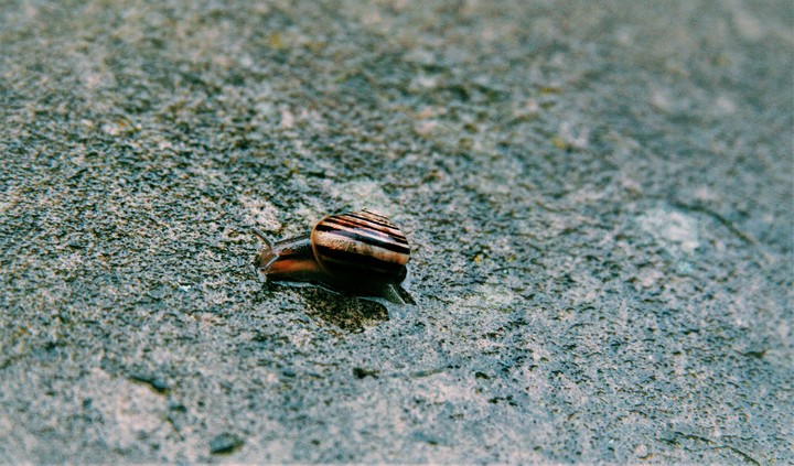 Snail