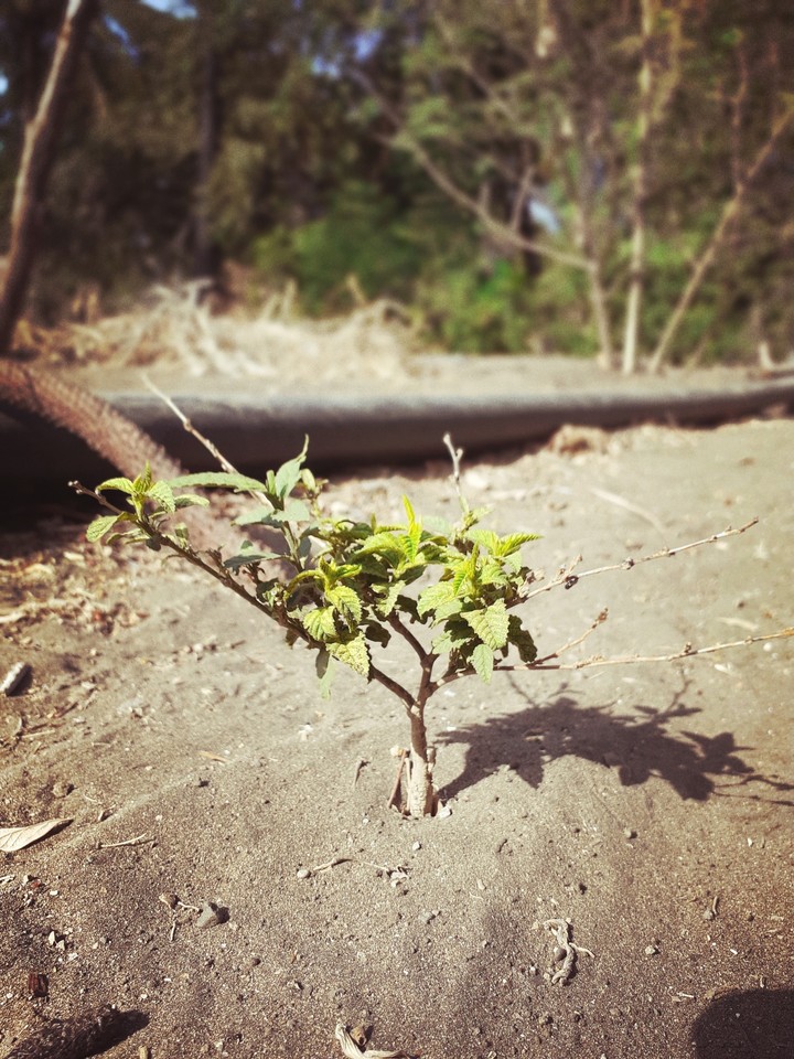 tree