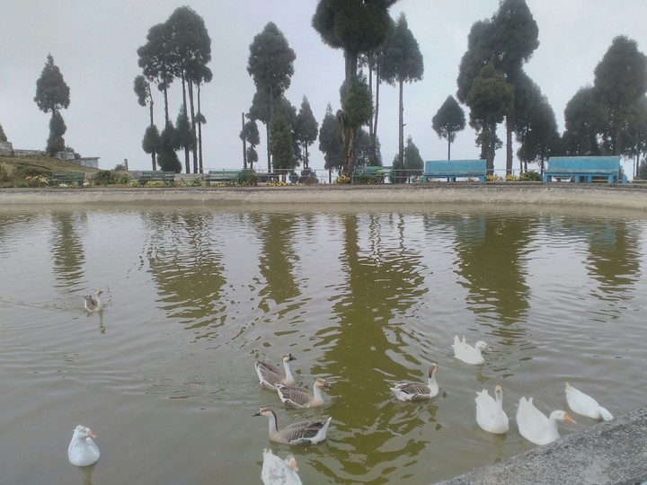 pond