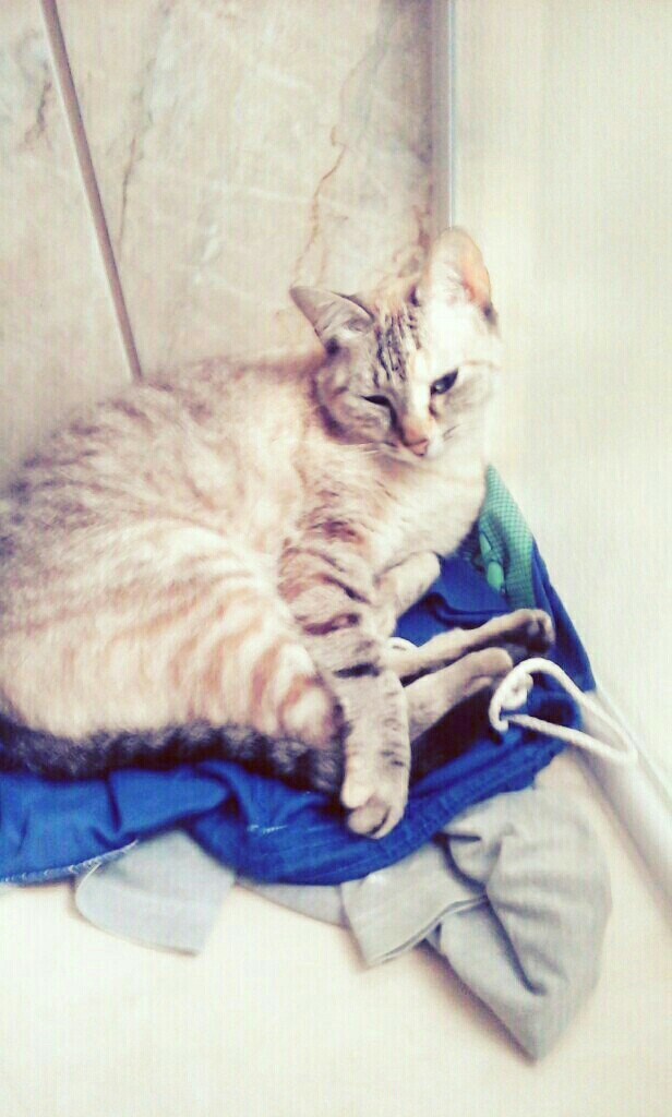 catsinha