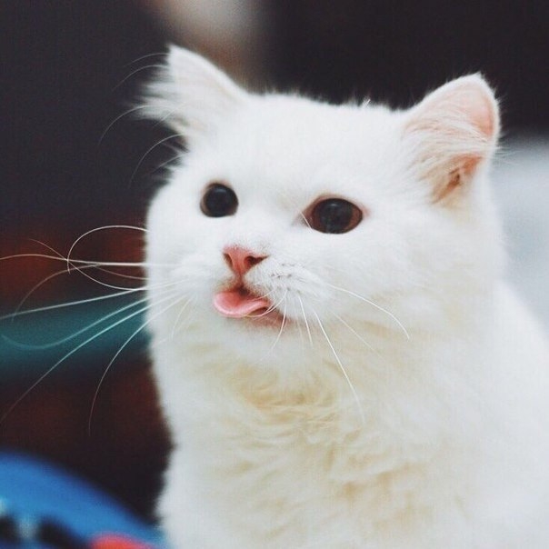 cat