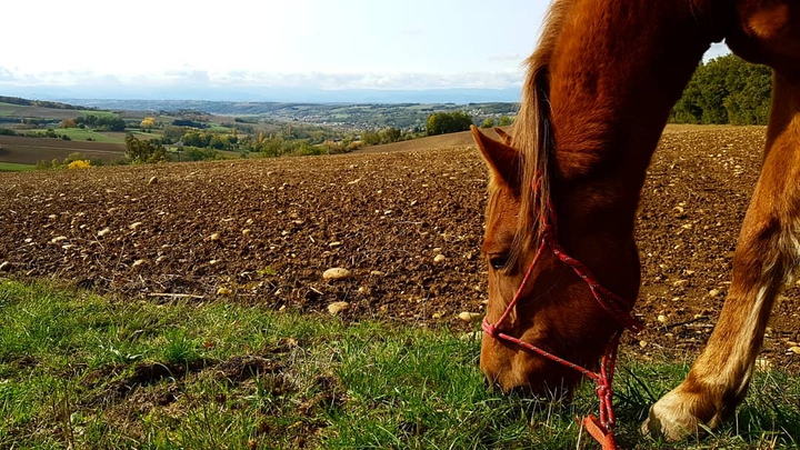 horse