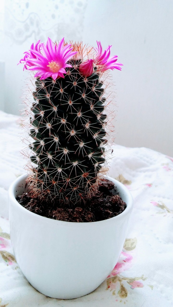 My little flower says welcome to spring..