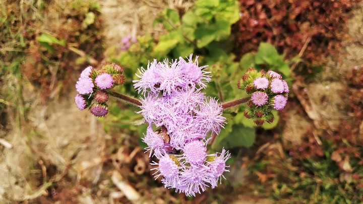 purple flowers