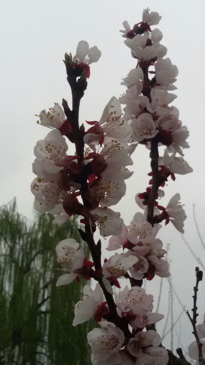 ramo di fiori di albicocche