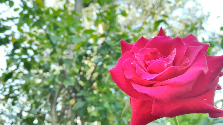 Love Rose