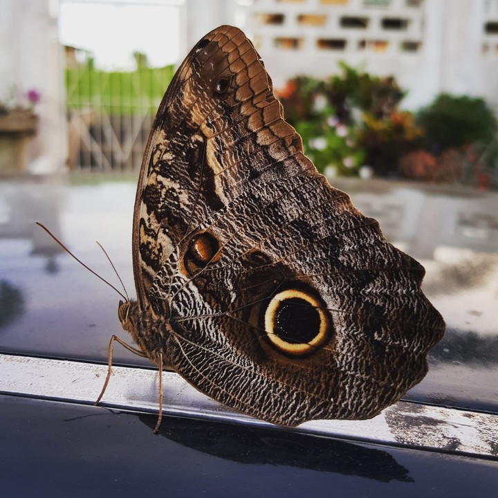 butterfly