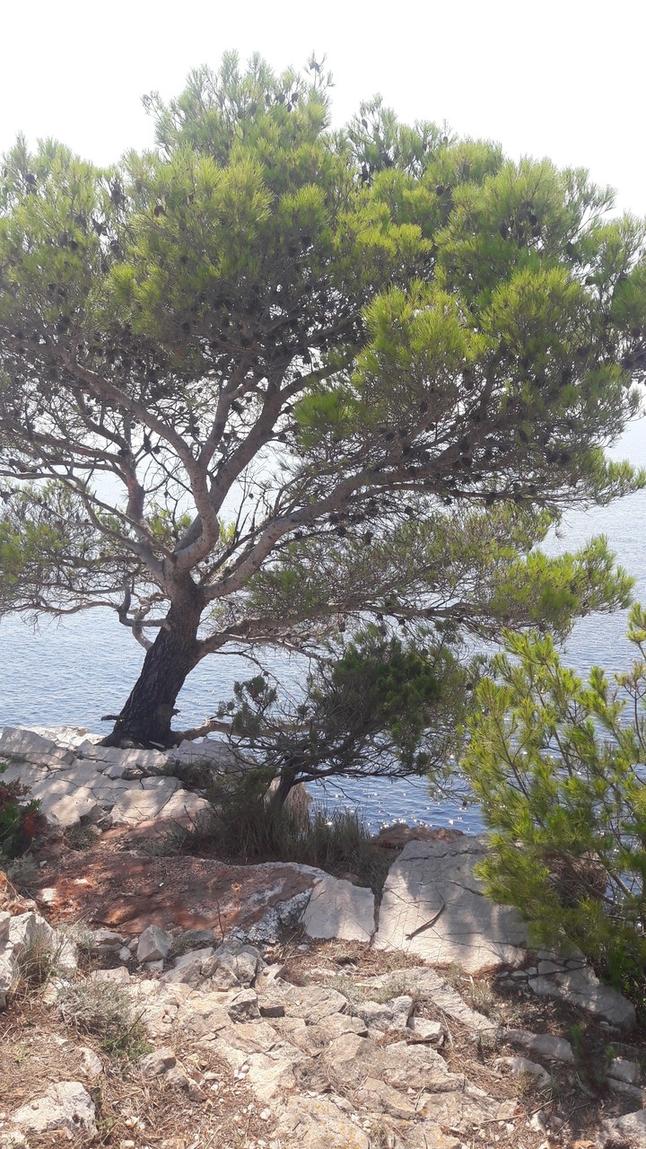 pinetree