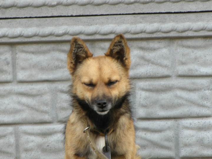 dog