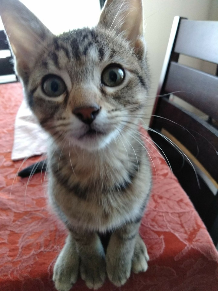 This is Desi