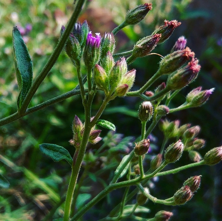 Beautiful Buds.