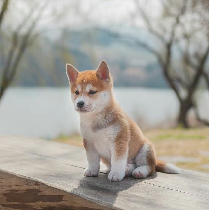 beau chien...