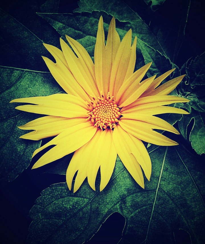 Sunflower...