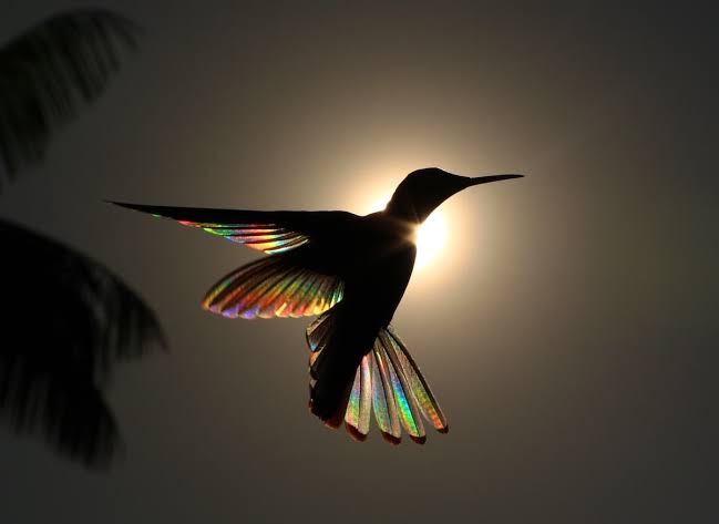 humming bird