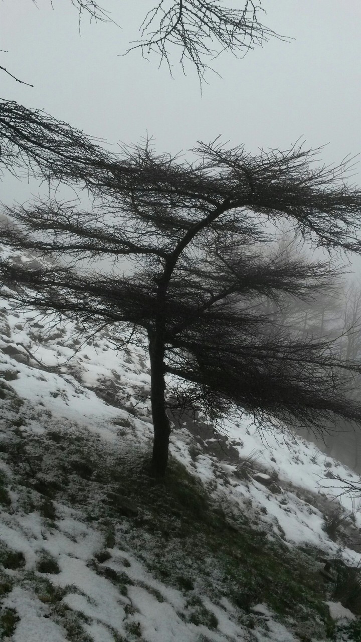 Naturaleza en repozo