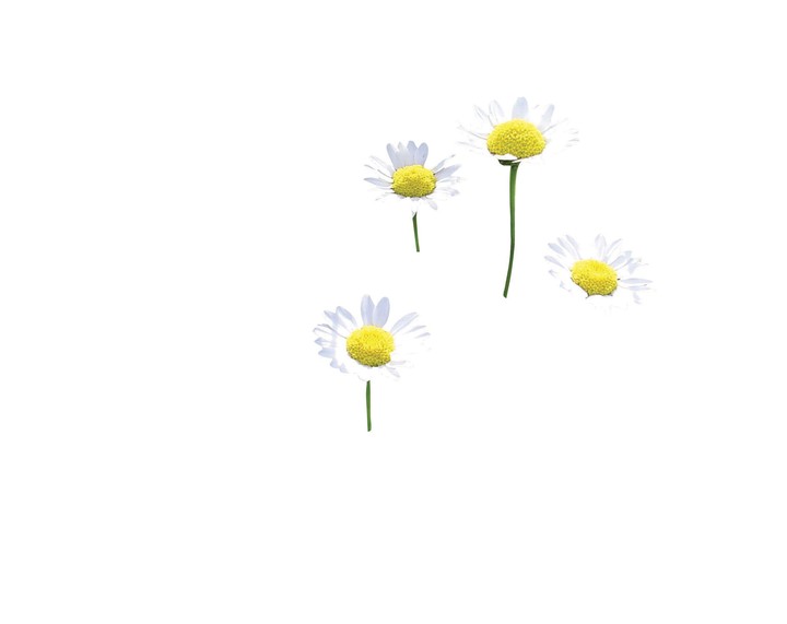 식물이미지