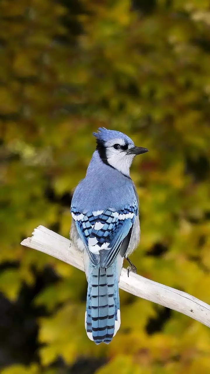 sparrow