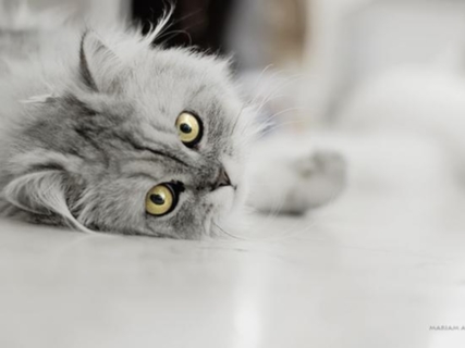 котик милый