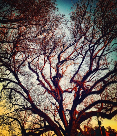 mother tree