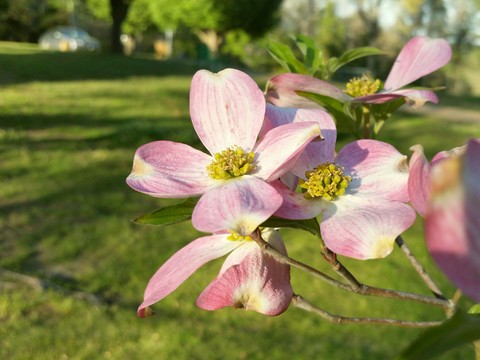 Mississippi Dogwood