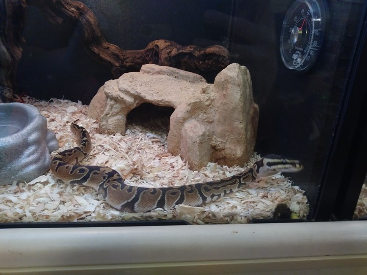 Snake