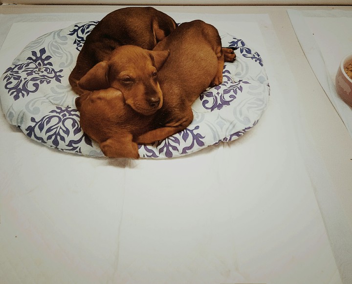 Щенки❤